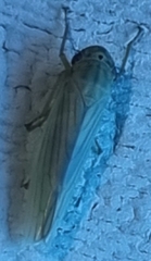 Cofana