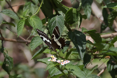 Papilio delalandei