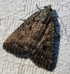 Hypoperigea tonsa