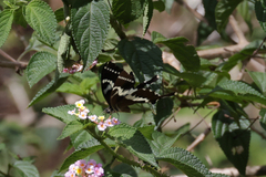 Papilio delalandei