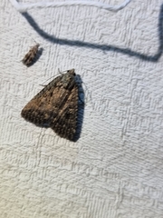 Hypoperigea tonsa