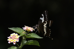 Papilio delalandei