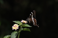 Papilio delalandei