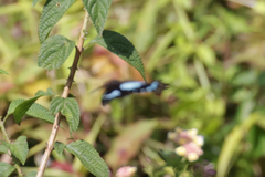 Papilio epiphorbas epiphorbas