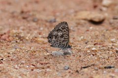 Leptotes rabefaner
