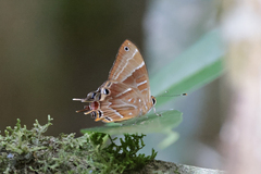 Saribia