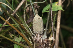 Zamia fairchildiana