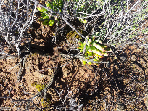 Tylecodon reticulatus