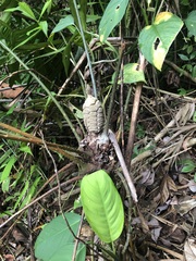 Zamia fairchildiana