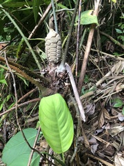 Zamia fairchildiana
