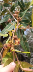 Angophora