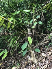 Zamia fairchildiana