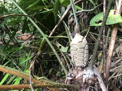 Zamia fairchildiana