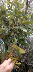 Angophora