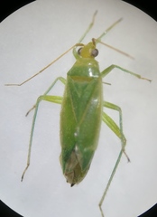 Orthotylus