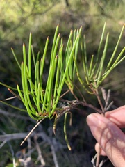 Hakea actites