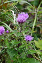 Cirsium vlassovianum