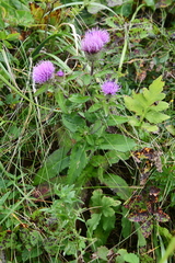 Cirsium vlassovianum