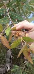 Angophora