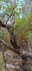 Angophora