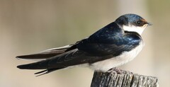 Hirundo albigularis