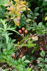Rosa maximowicziana