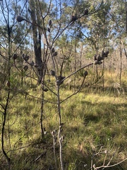 Hakea actites