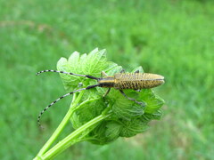 Agapanthia villosoviridescens