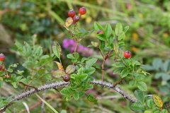 Rosa maximowicziana