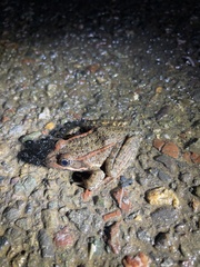 Rana draytonii