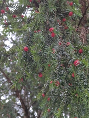 Taxus baccata