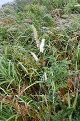 Actaea simplex
