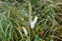 Actaea simplex