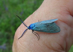 Jordanita globulariae