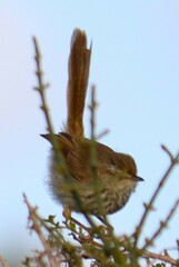 Prinia maculosa maculosa