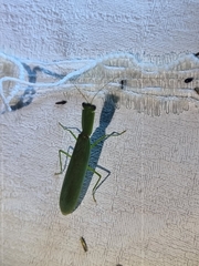 Orthodera ministralis