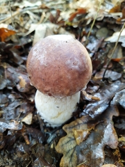 Boletus edulis