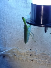 Orthodera ministralis