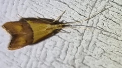 Crocanthes prasinopis