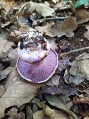 Thaxterogaster purpurascens