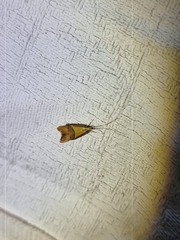 Crocanthes prasinopis