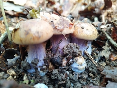 Thaxterogaster purpurascens