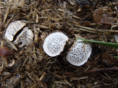 Poronia punctata