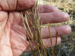 Arabis sagittata borealis