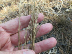 Arabis sagittata borealis