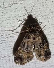 Elophila responsalis