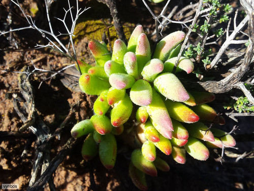 Tylecodon reticulatus