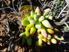 Tylecodon reticulatus