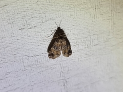 Elophila responsalis