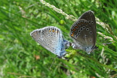 Polyommatus amandus